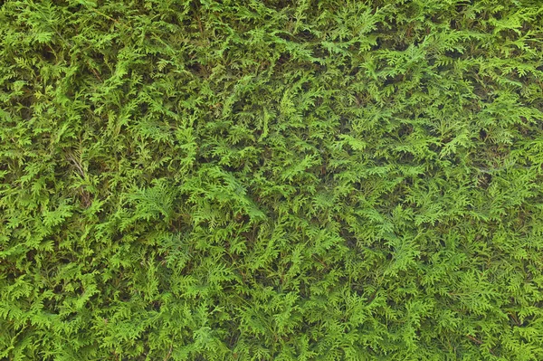 完全なフレームの緑の生垣 — ストック写真