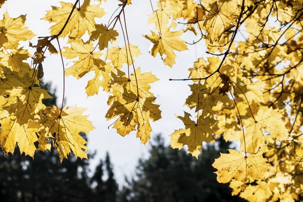 Bladeren met herfst kleuren — Stockfoto