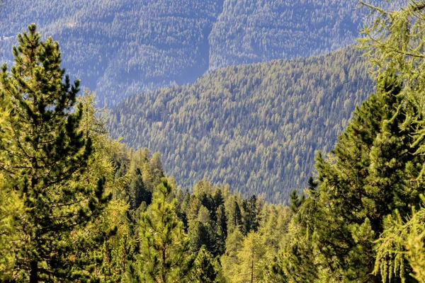 Blick über Nadelwälder — Stockfoto