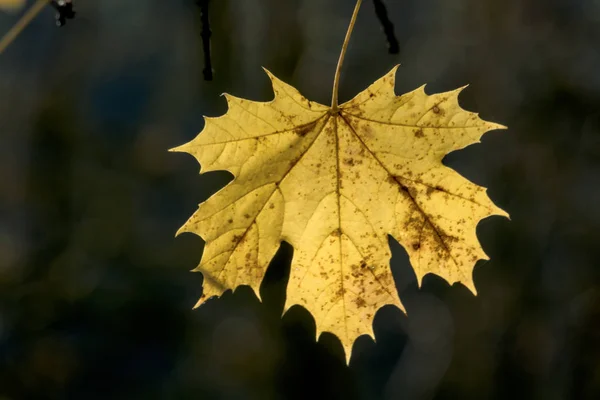 Een blad in de herfst — Stockfoto