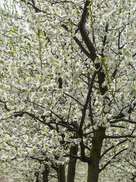 Árvores frutíferas florescentes na primavera — Fotografia de Stock