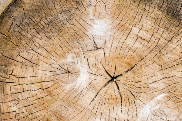 Anéis anuais em um tronco de árvore — Fotografia de Stock