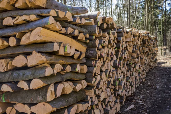 Gesneden boomstammen — Stockfoto