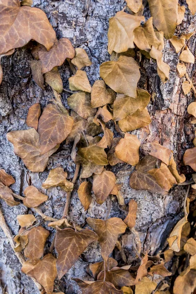 Hiedra marrón en el tronco del árbol — Foto de Stock