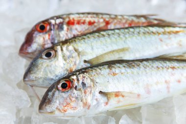buz goatfish surmillet üzerinde çiğ balık