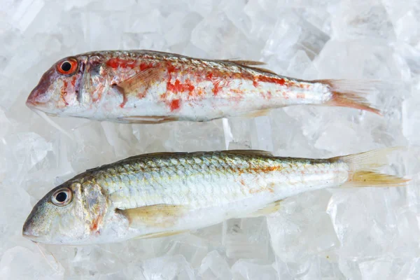 Raw fish on ice goatfish surmillet — Stock Photo, Image