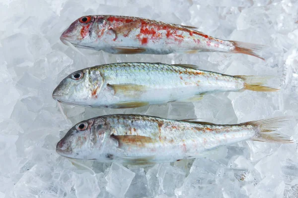 Raw fish on ice goatfish surmillet — Stock Photo, Image