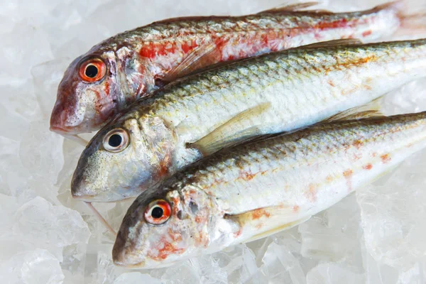 Raw fish on ice goatfish surmillet — Stock Photo, Image