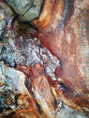 doku ağaç arka plan ahşap renkli