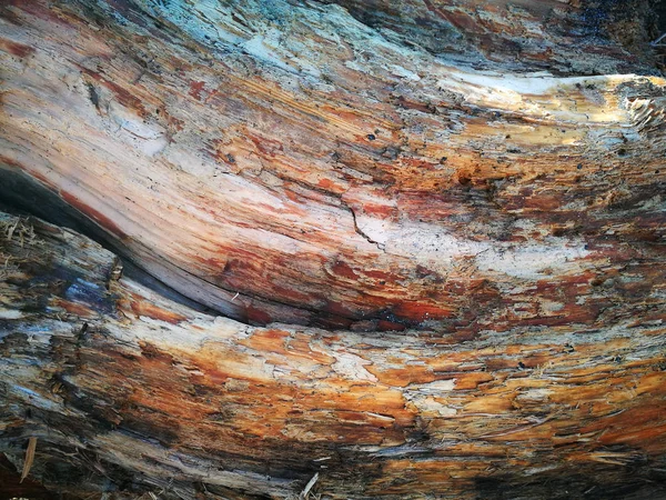 Warna kayu latar pohon tekstur — Stok Foto