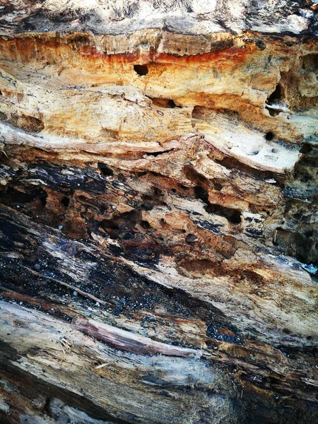 Текстура дерева фонового цвета дерева — стоковое фото