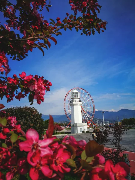 2017 Spring Blosing Sakura Defocus Lighthouse Ferris Wheel Backmountains May — 스톡 사진