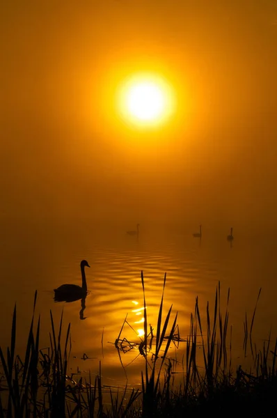 Floresta de outono ao pôr do sol. — Fotografia de Stock