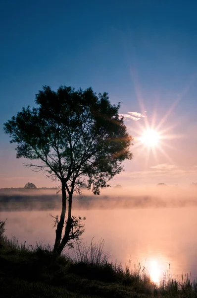 Floresta de outono ao pôr do sol. — Fotografia de Stock