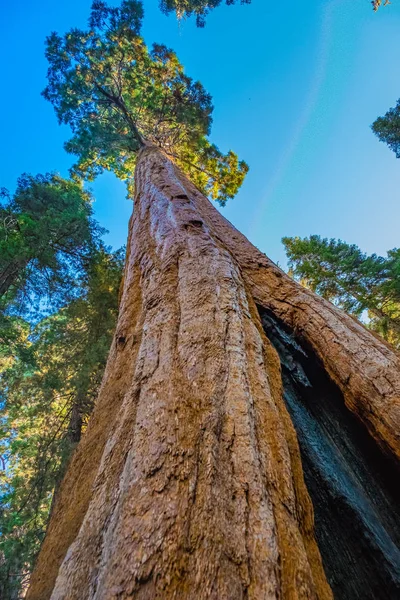 美国加利福尼亚红杉国家公园 — 图库照片