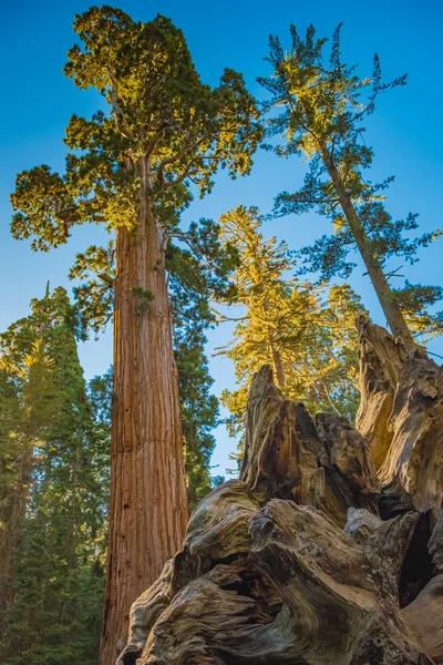 Национальный Парк Секвойя Калифорнии Сша — стоковое фото