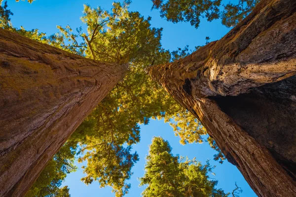 米国カリフォルニア州のセコイア国立公園 — ストック写真