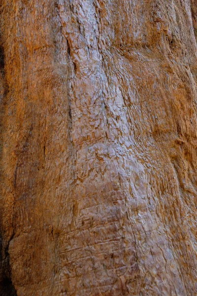 Предпосылки Контекст Sequoia National Park California Usa — стоковое фото
