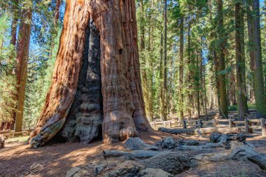 Sequoia Ulusal Parkı, Kaliforniya, ABD