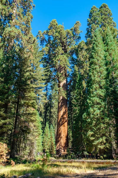 Sequoia National Park California Verenigde Staten — Stockfoto