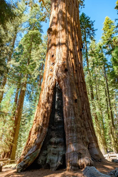 Sequoia Ulusal Parkı Kaliforniya Abd — Stok fotoğraf