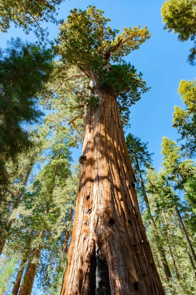 Sequoia National Park California Verenigde Staten — Stockfoto