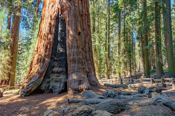 Parque Nacional Sequoia California —  Fotos de Stock