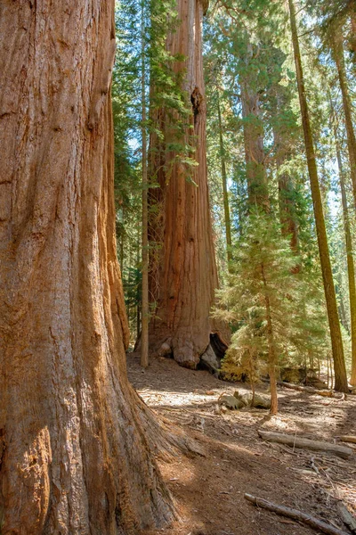 米国カリフォルニア州のセコイア国立公園 — ストック写真