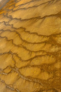 Yellowstone Ulusal Parkı, Wyoming 'de renkli termofilik bakteri bantları.