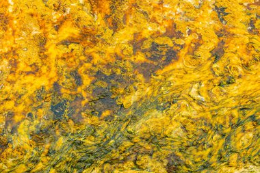 Yellowstone Ulusal Parkı, Wyoming 'de renkli termofilik bakteri bantları.