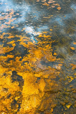 Yellowstone Ulusal Parkı, Wyoming 'de renkli termofilik bakteri bantları.
