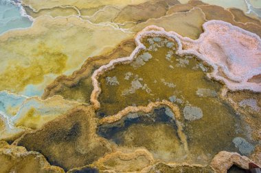 Minerva Terrace, Yellowstone Ulusal Parkı, Wyoming, Usa