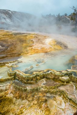 Minerva Terrace, Yellowstone Ulusal Parkı, Wyoming, Usa