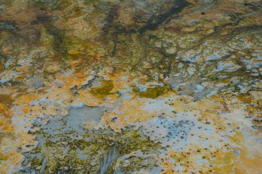 Yellowstone Ulusal Parkı, Wyoming 'de renkli termofilik bakteri bantları.