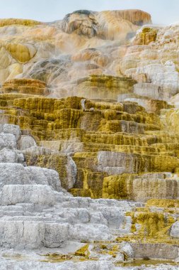 Minerva Terrace, Yellowstone Ulusal Parkı, Wyoming, Usa