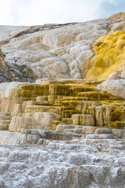 Minerva Terrace, Yellowstone Ulusal Parkı, Wyoming, Usa