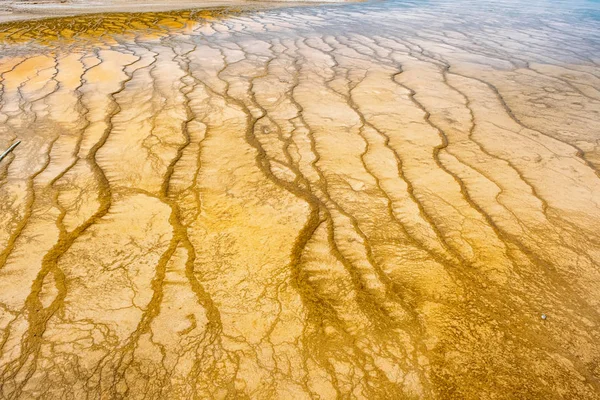 Kleurrijke Banden Van Thermofiele Bacteriën Yellowstone National Park Wyoming — Stockfoto