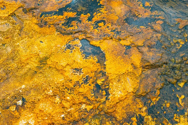 Kleurrijke Banden Van Thermofiele Bacteriën Yellowstone National Park Wyoming — Stockfoto