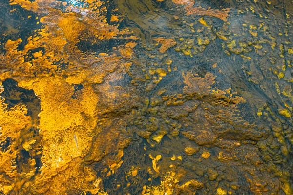 Bandas Coloridas Bacterias Termofílicas Parque Nacional Yellowstone Wyoming — Foto de Stock