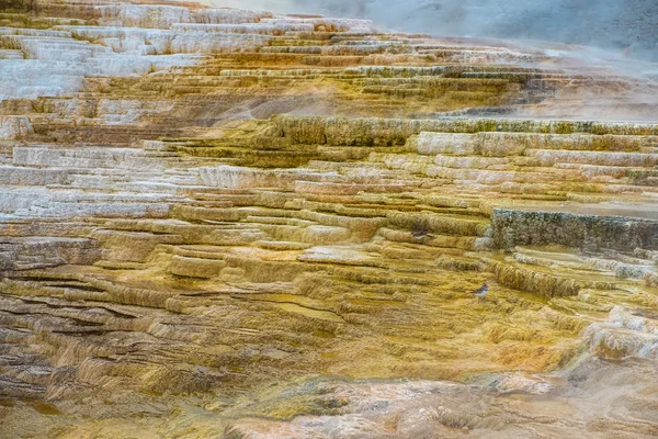 Minerva Terrass Yellowstone National Park Wyoming Usa — Stockfoto