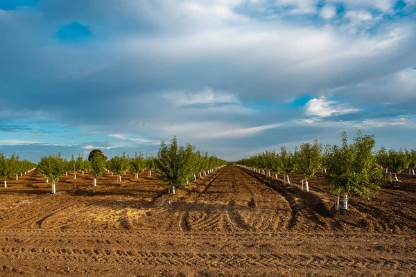 Giardino Con Alberi Frutto Una Giornata Sole — Foto Stock