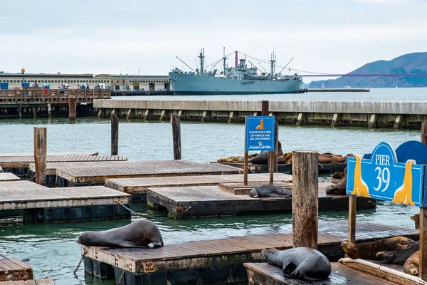 Sea Lions Pier San Francisco — 스톡 사진