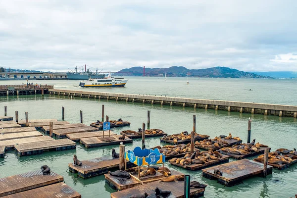 Sea Lions Pier San Francisco — 스톡 사진