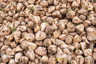 Arkaplan Olarak Tatlı Beyaz Şalgam