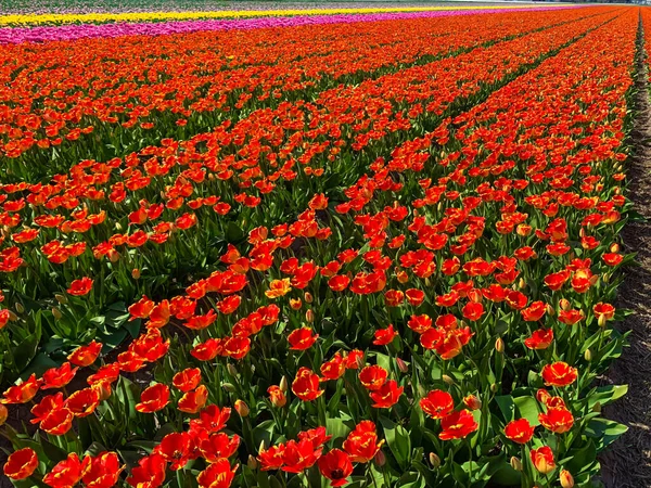 Tulpenfeld Holland Einem Sonnigen Tag — Stockfoto