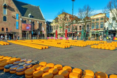 Alkmaar 'daki Waagplein Meydanı' nda geleneksel peynir pazarı.