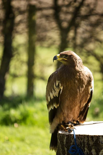 Bird of prey in captivity — Stock Photo, Image