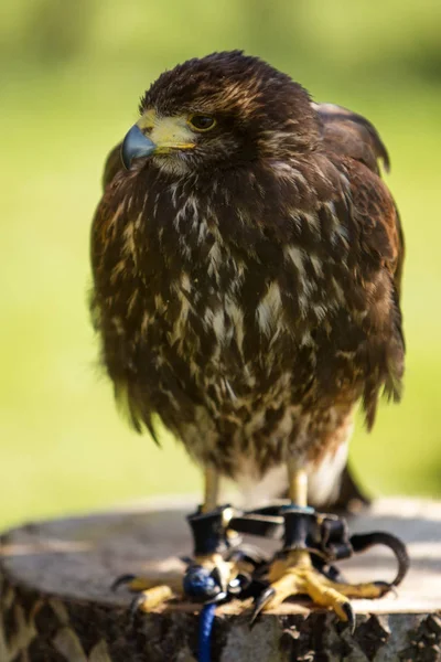 Bird of prey in captivity — Stock Photo, Image