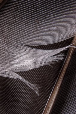 karanlık closeup tüy