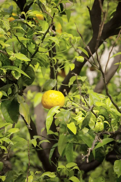 Single citroen op een boom — Stockfoto